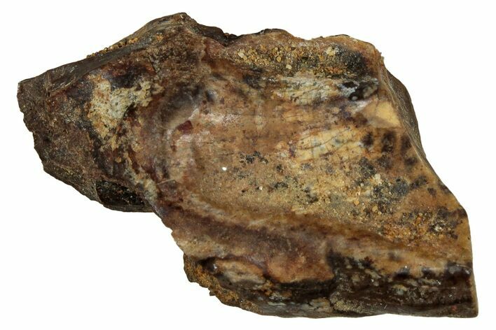 Fossil Triceratops Shed Tooth - Montana #350686